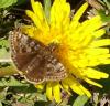 Erynnis tages